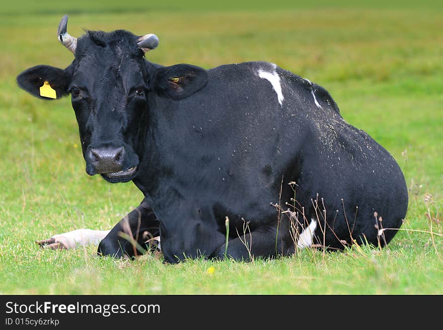 The roan grazes on the meadow. The roan grazes on the meadow