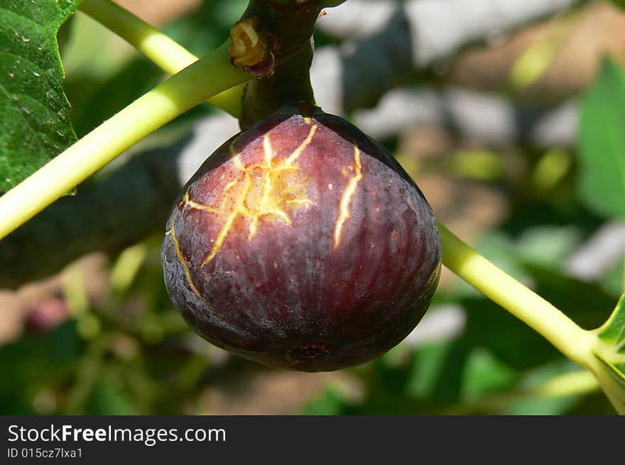 Fig