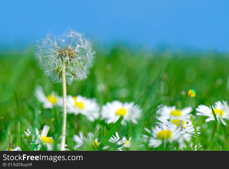 Dandelion in daisy flowers and grass field, blue sky background