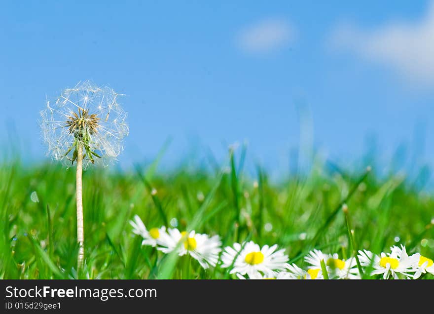 Dandelion in daisy flowers and grass field, blue sky background