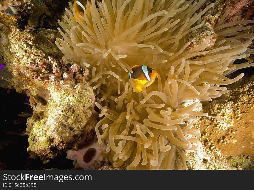 Red sea anemonefish (Amphipiron bicinctus)  taken in the Red Sea.