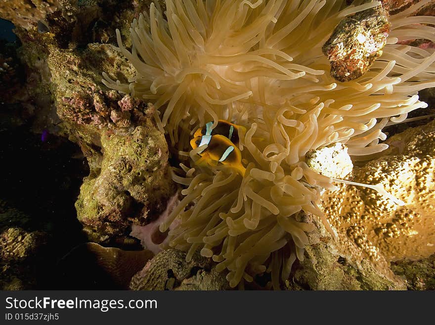 Red sea anemonefish (Amphipiron bicinctus)  taken in the Red Sea.