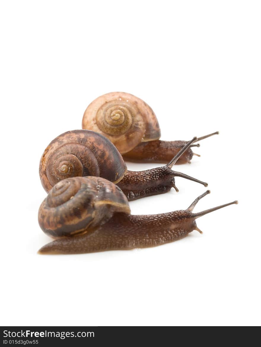 Small garden snail on a white background