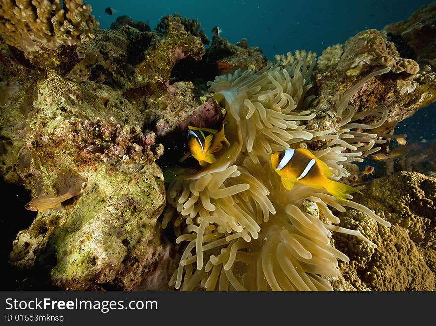 Red sea anemonefish (Amphipiron bicinctus)  taken in the Red Sea.