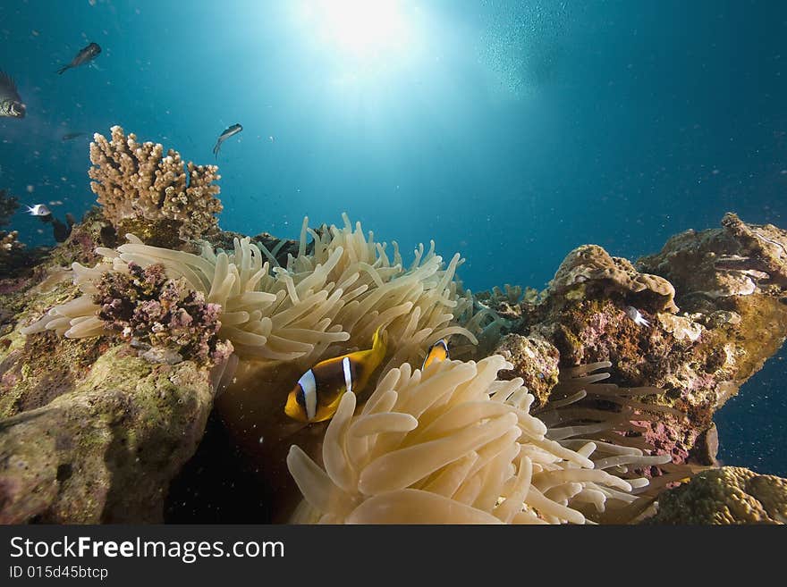 Red sea anemonefish (Amphipiron bicinctus) taken in the Red Sea.