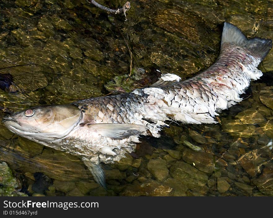 Carcas of a large dead fish sits in shallow water. Flies are seen on the body.