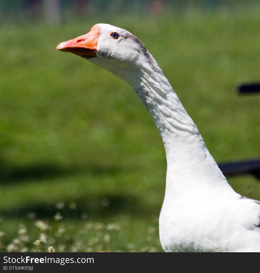 Gander white goose strutting through a public park in Virginia, USA. Gander white goose strutting through a public park in Virginia, USA.