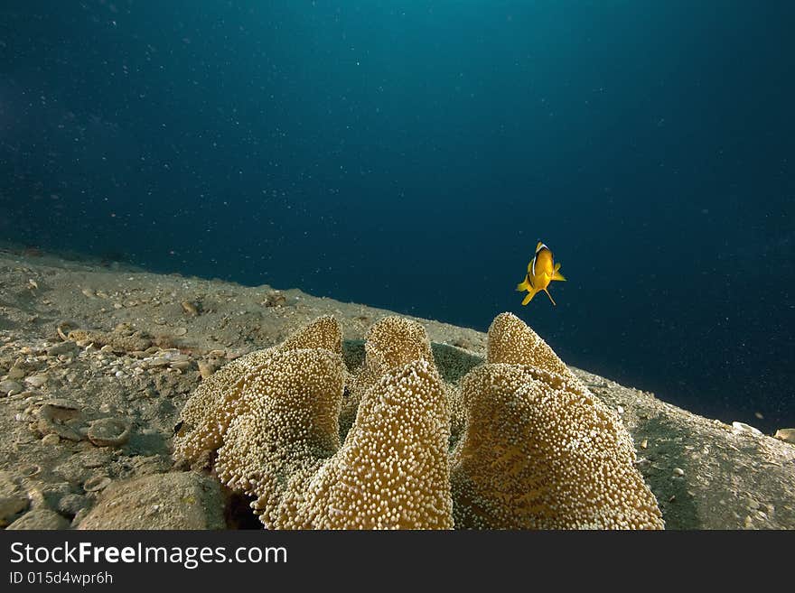 Haddon s anemone (stichodactyla haddoni)