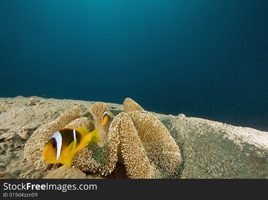 Haddon S Anemone (stichodactyla Haddoni)