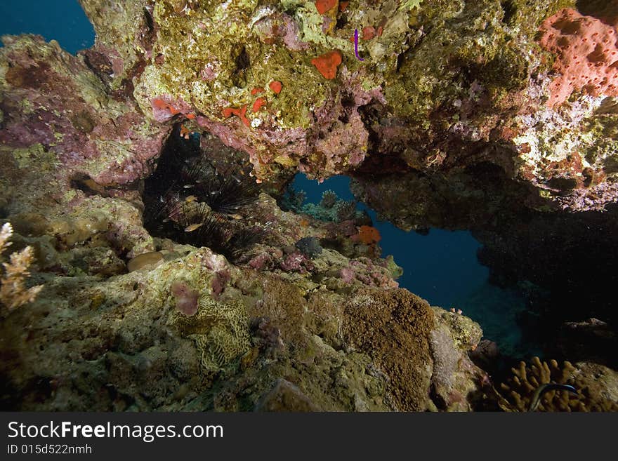 Coral and fish taken in the Red Sea.