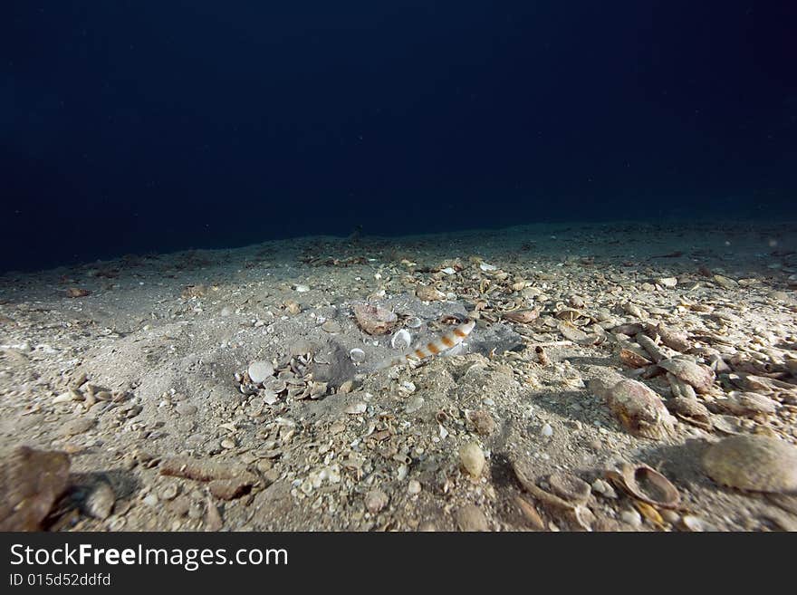 Magnus' shrimpgoby (ambleyeleotris sungami) taken in the Red Sea.