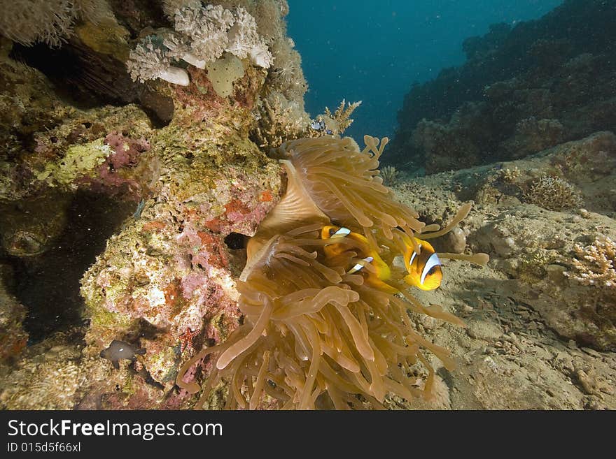 Red sea anemonefish (Amphipiron bicinctus)  taken in the Red Sea.