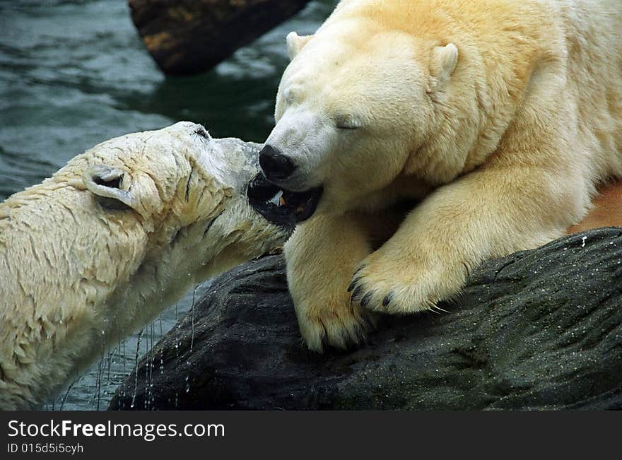 Two polar bears, ZOO Prague