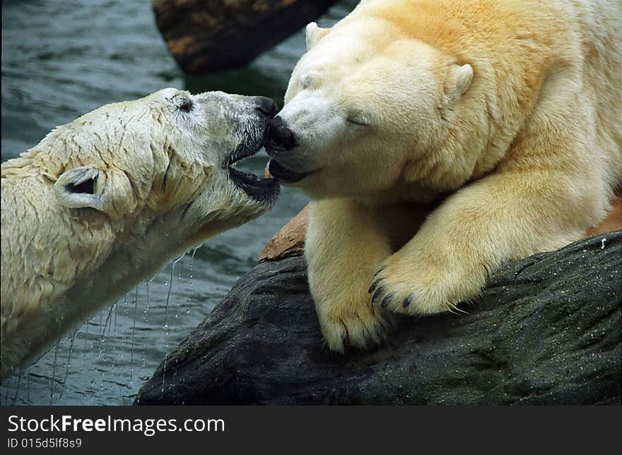 Two polar bears, ZOO Prague