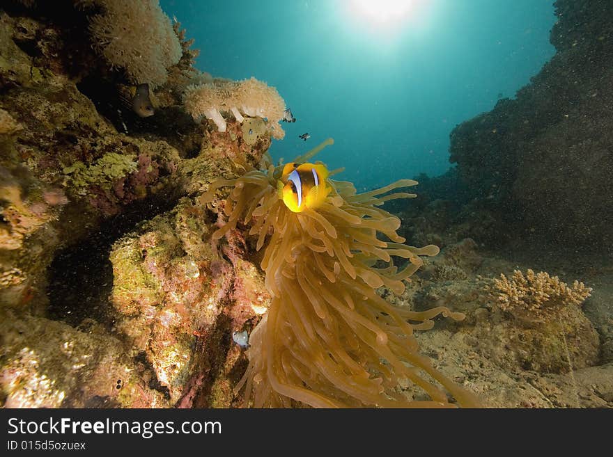 Red sea anemonefish (Amphipiron bicinctus)  taken in the Red Sea.