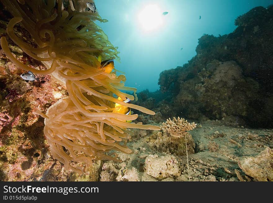 Red sea anemonefish (Amphipiron bicinctus)  taken in the Red Sea.