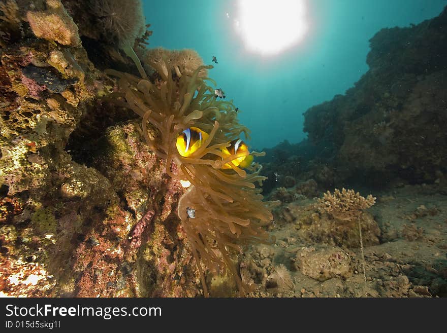 Red sea anemonefish (Amphipiron bicinctus)  taken in the Red Sea.