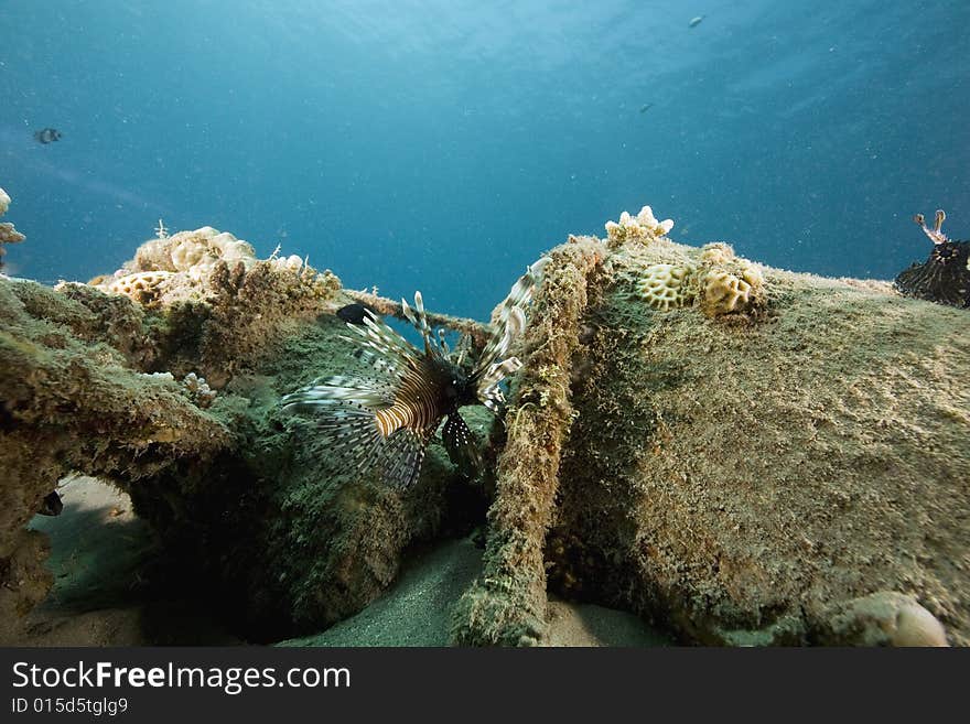 Common lionfish (pterois miles) taken in the Red Sea.