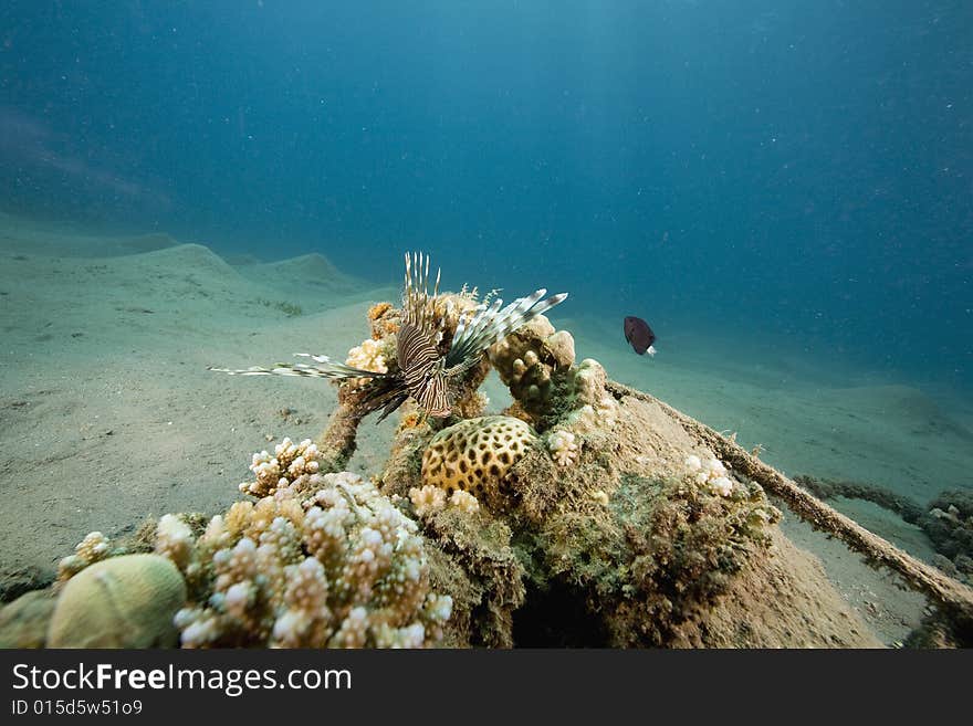 Common lionfish (pterois miles) taken in the Red Sea.