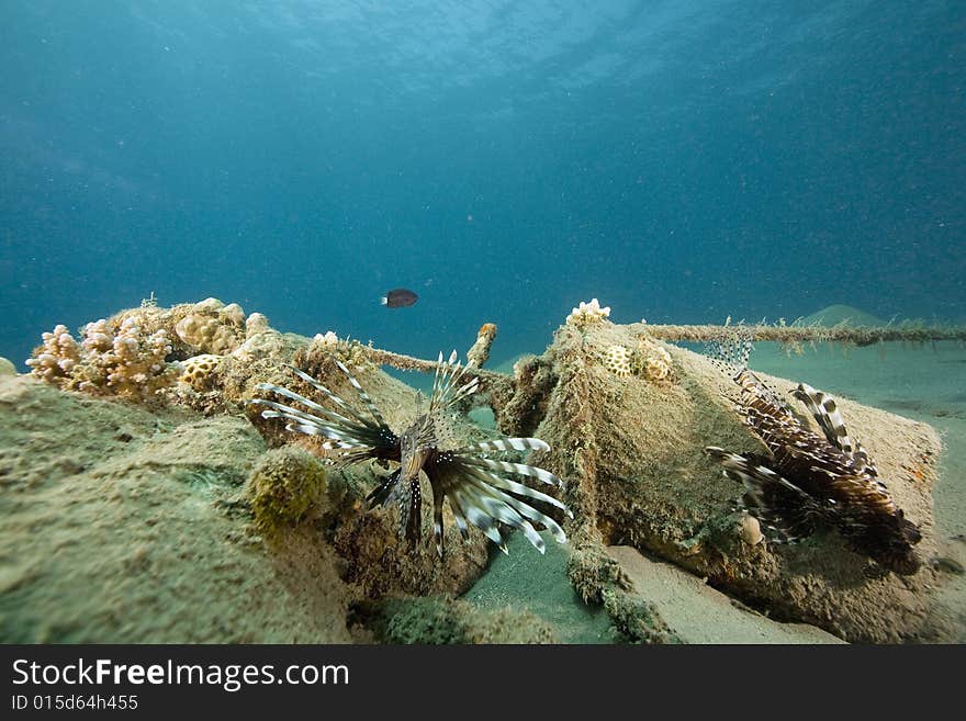 Common lionfish (pterois miles) taken in the Red Sea.