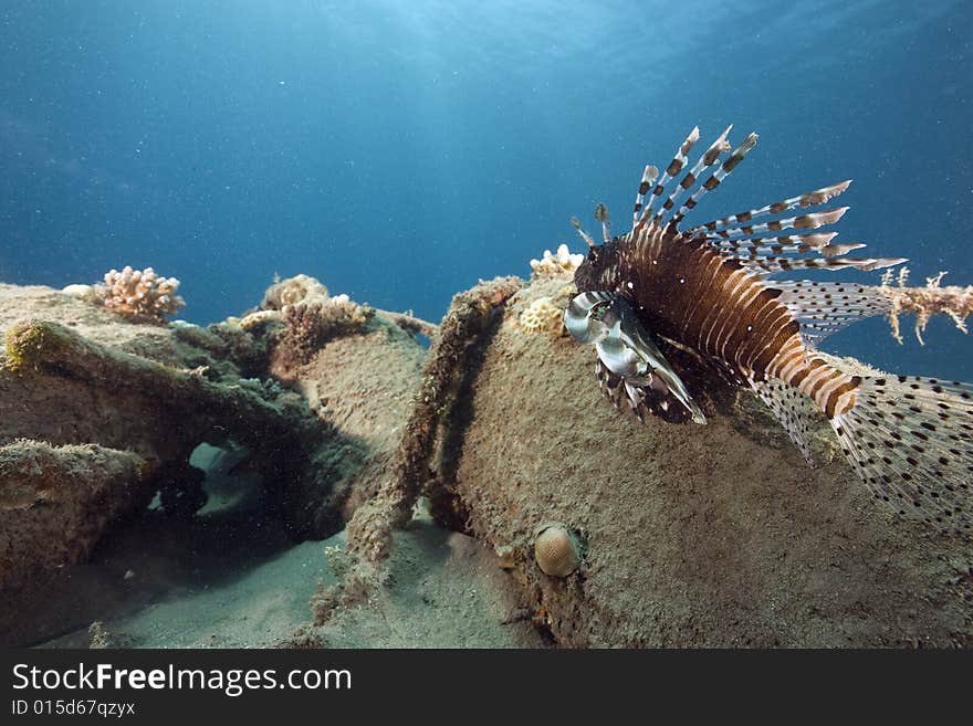 Common lionfish (pterois miles) taken in the Red Sea.