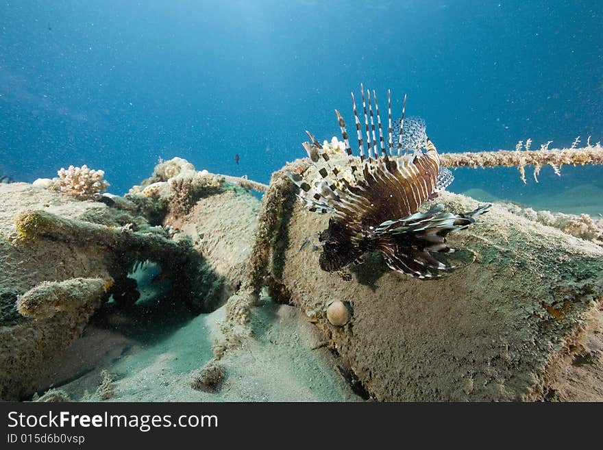 Common lionfish (pterois miles) taken in the Red Sea.