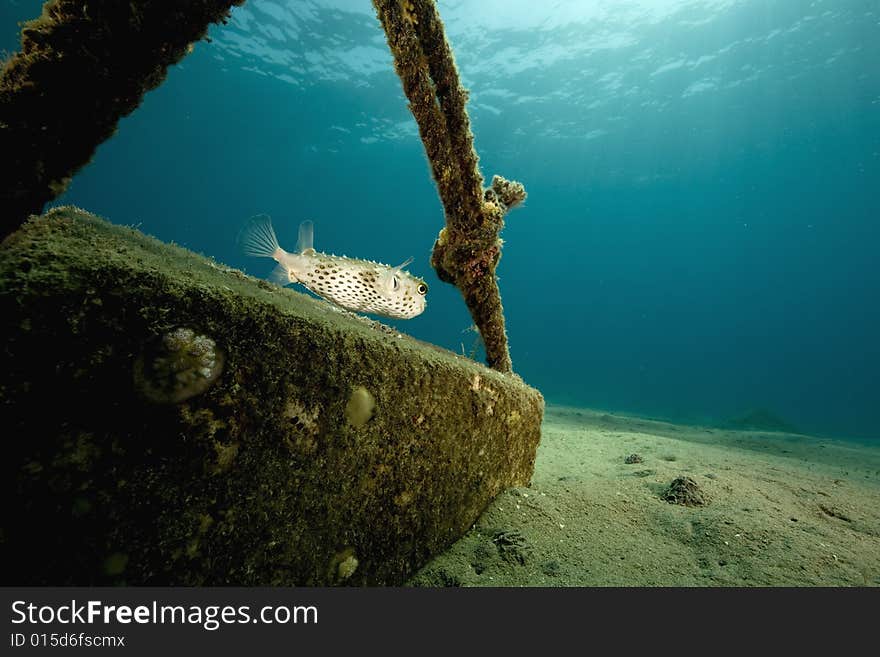 Yellowspotted burrfish (cyclichthys spilostylus) taken in the Red Sea.