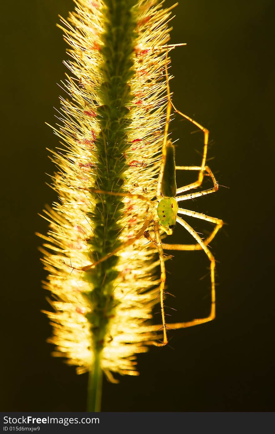 A Green Lynx Spider rest in the evening sun.