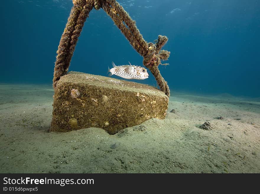 Yellowspotted burrfish (cyclichthys spilostylus)