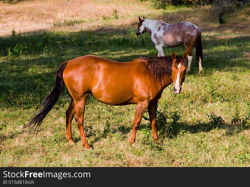 Two horses in the field