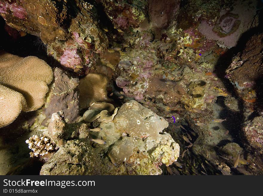 Coral and fish taken in the Red Sea.