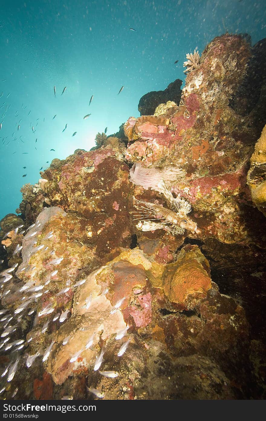 Coral and fish taken in the Red Sea.