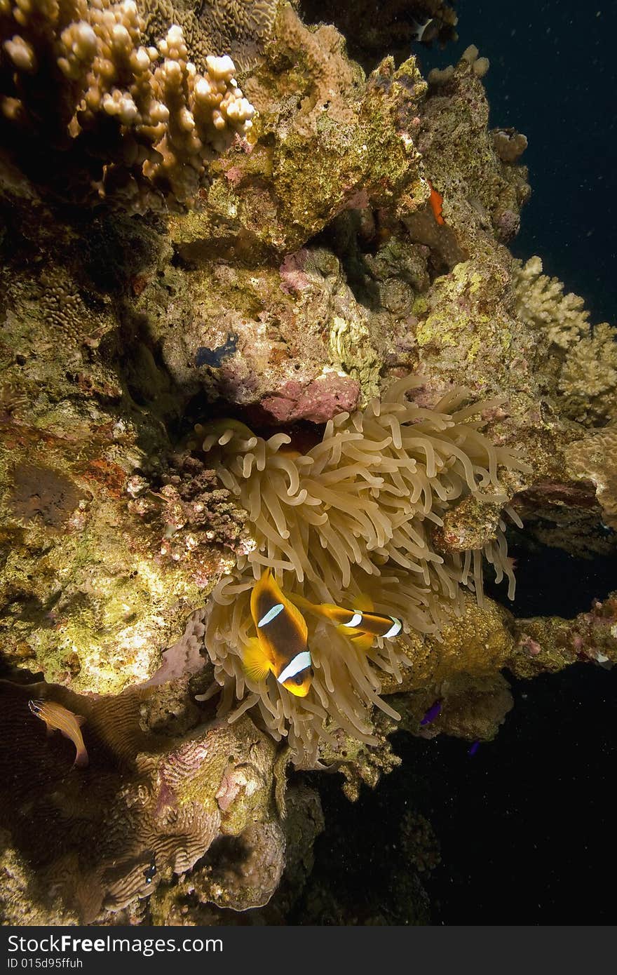 Red sea anemonefish (Amphipiron bicinctus)  taken in the Red Sea.