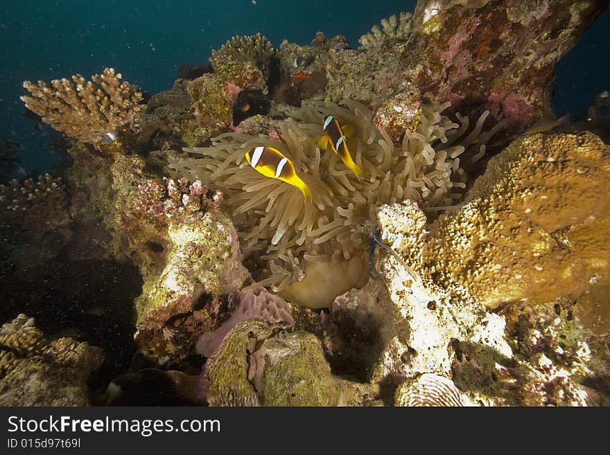 Red sea anemonefish (Amphipiron bicinctus)  taken in the Red Sea.