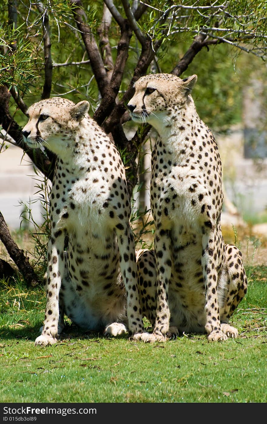 Two cheetahs