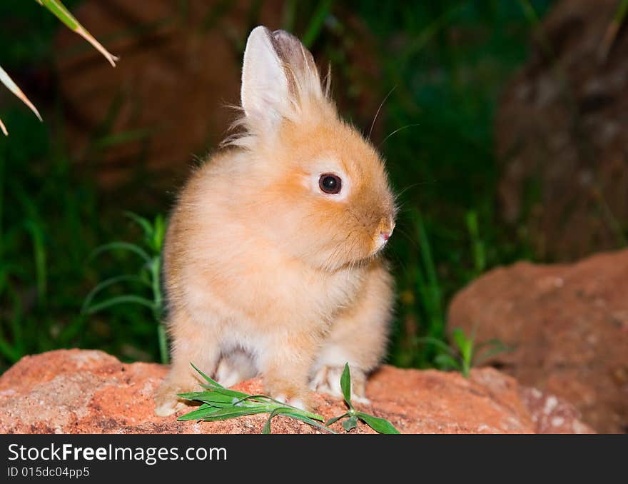 Bunny sitting on the rock. Bunny sitting on the rock