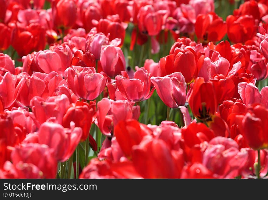 Tulips in Boston Public Garden during spring