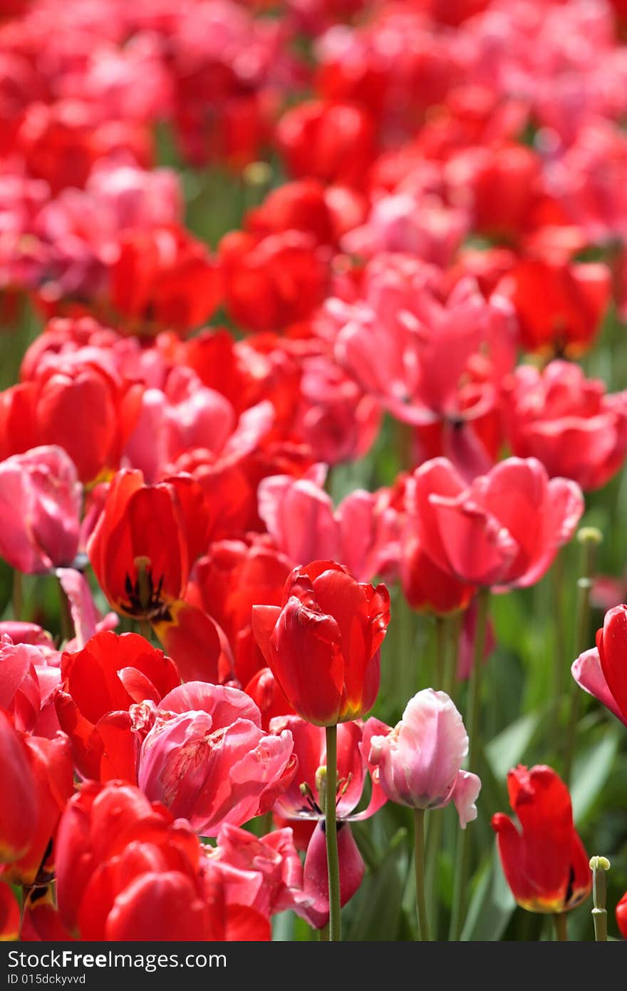 Tulips in Boston Public Garden during spring