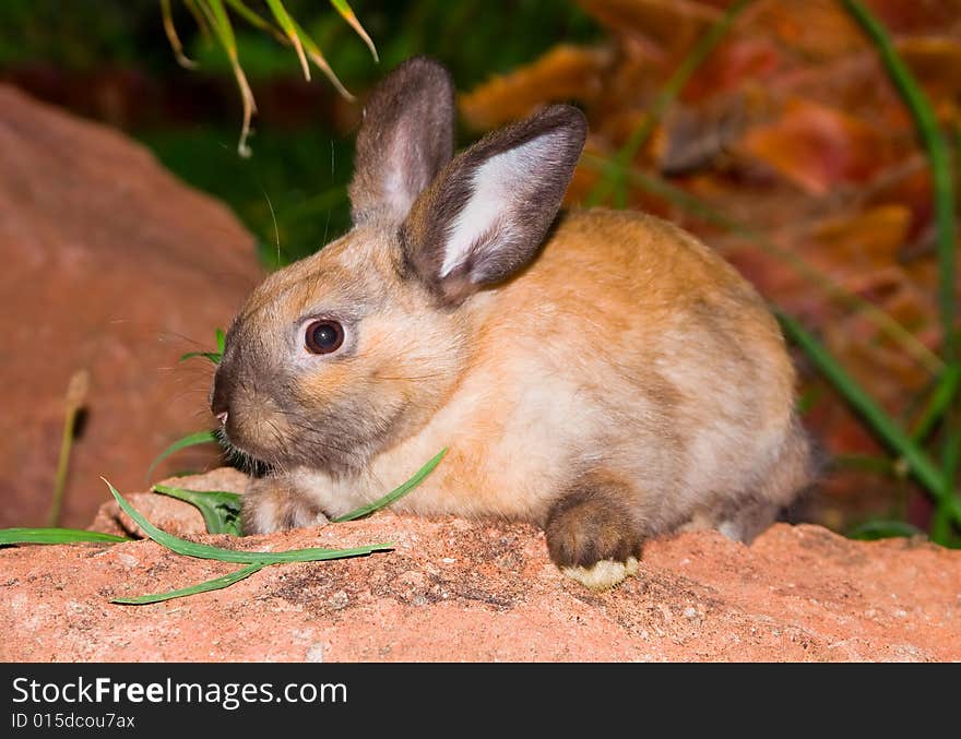 Bunny sitting on the rock. Bunny sitting on the rock