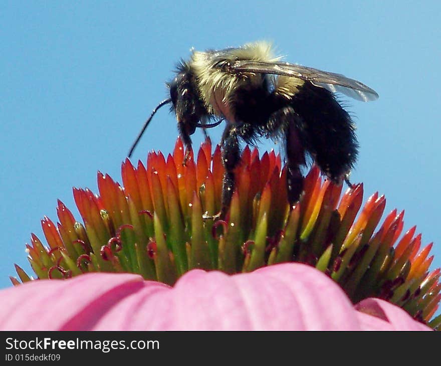 Bee on coneflower