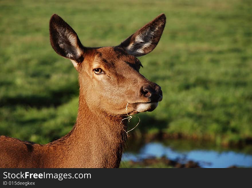 Deer head in wildlife green meadow
