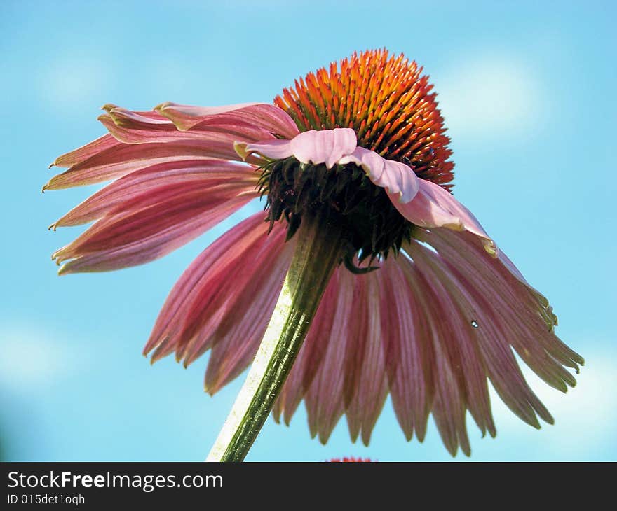 Cone flower