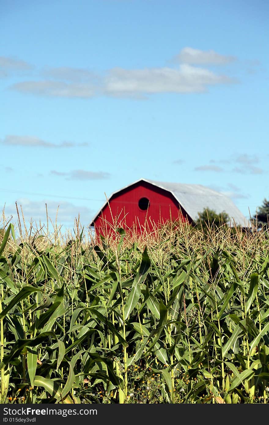 Tall Corn