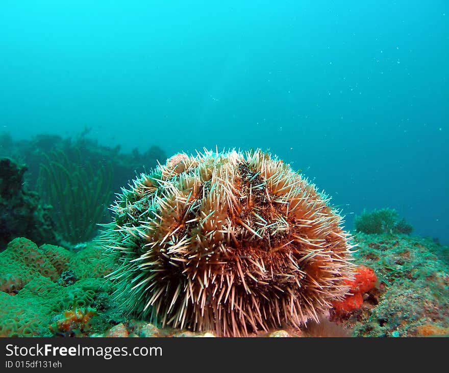 This is west Indian sea egg and is abundant to uncommon in south Florida , the Bahamas and the Caribbean.