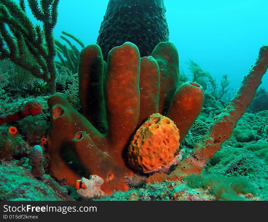 This is brown tube sponge and is very common in south Florida , the Bahamas and the Caribbean.