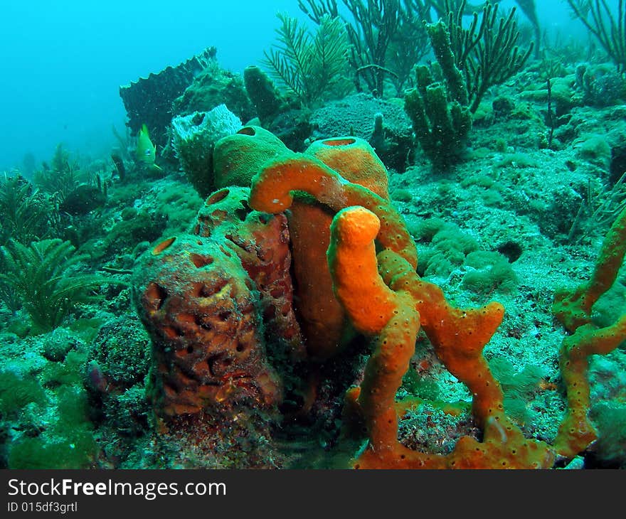 This brown tube sponge was taken at Turtle Ledge reef in south Florida.