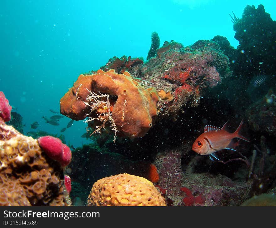 This blackbar soldierfish is hiding under this brown tube sponge at about 45 feet.