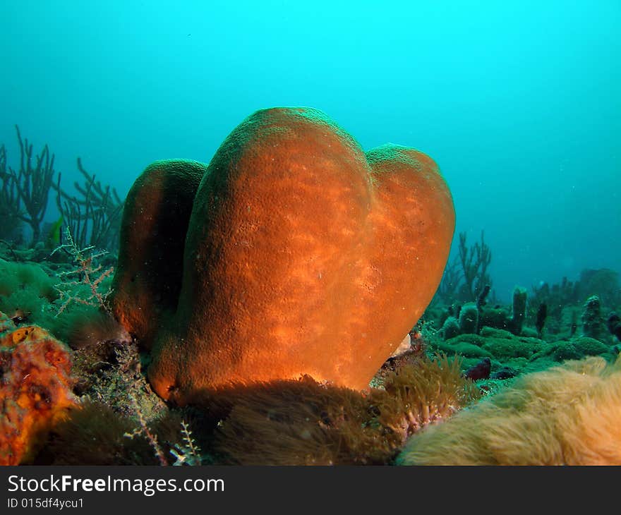 This brown tube sponge was taken at Turtle Ledge reef in south Florida.