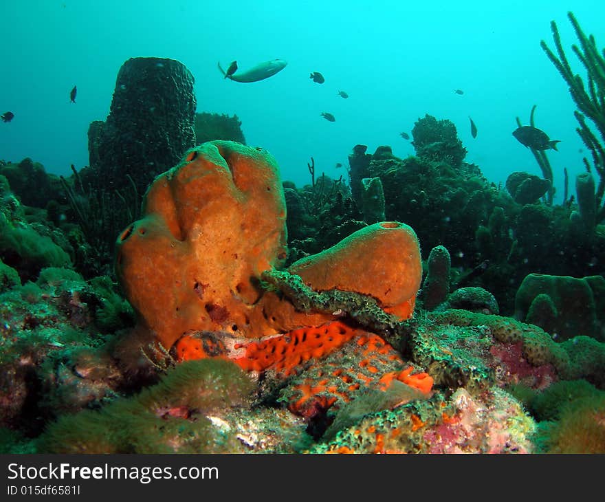 This brown tube sponge was taken at Turtle Ledge reef in south Florida.