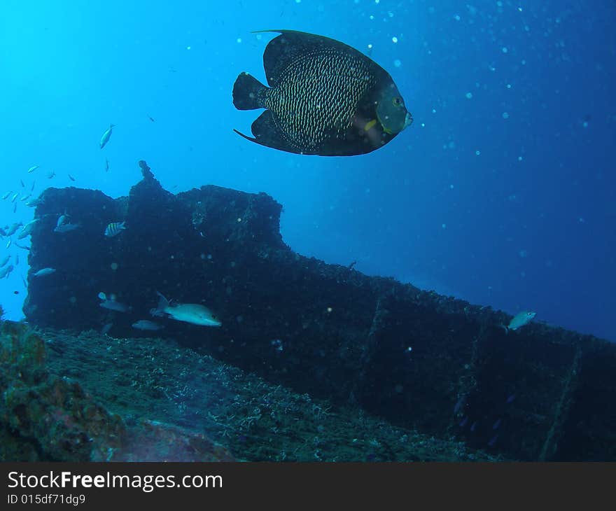 This French angelfish is swimming by the United Caribbean about 65 feet in Pompano beach, Florida